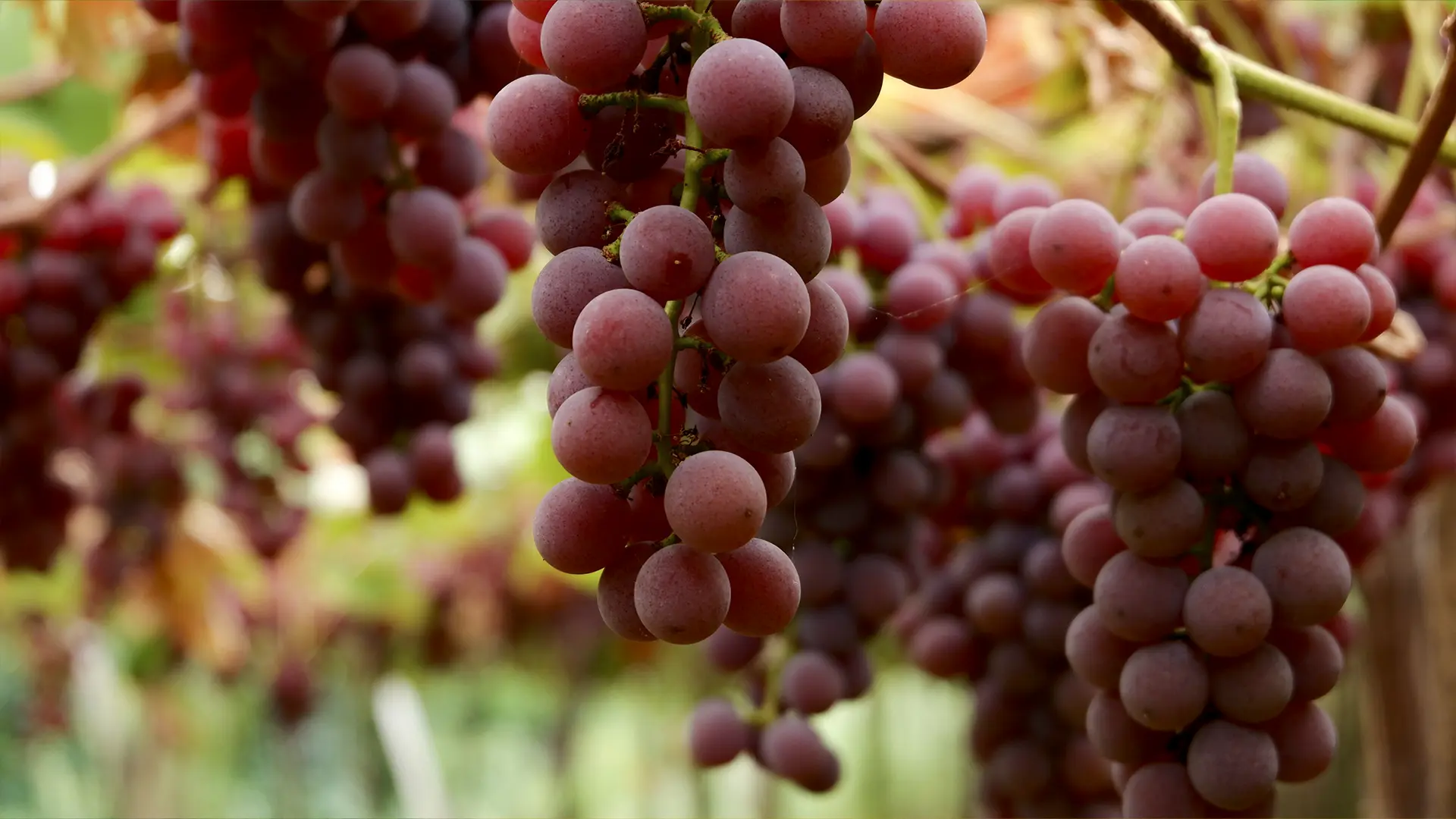 Бакальский берег, участок № 18, 1,2 Га