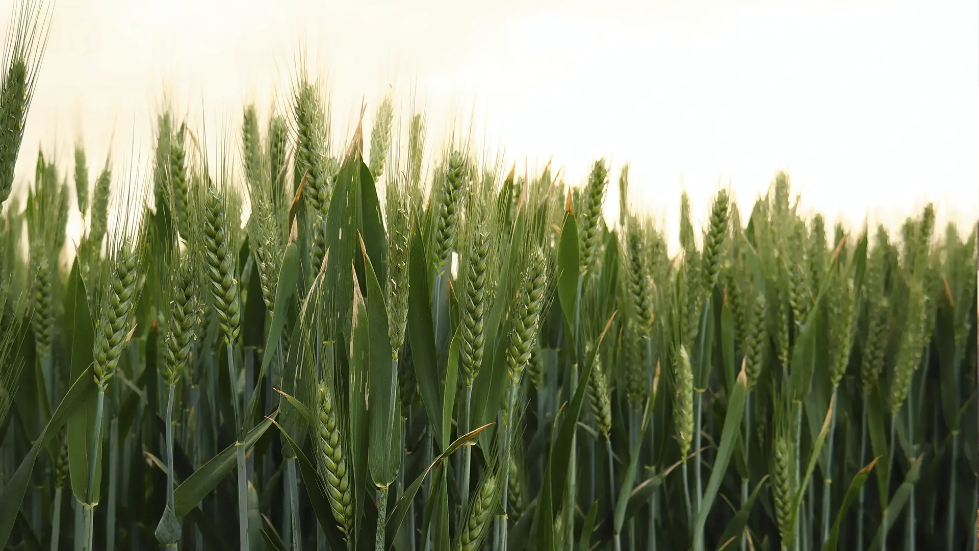 Бакальский берег, участок № 18, 1,2 Га